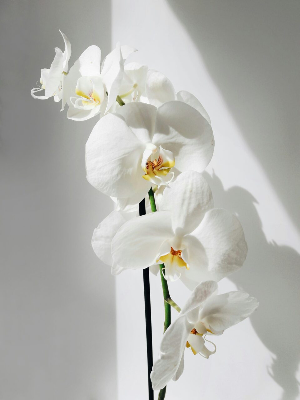 come trapiantare un'orchidea appassita